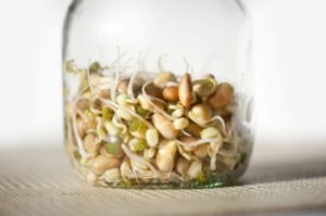 sprouts in jar